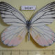 64147p Pieridae Delias hyparete indica Thailand $6