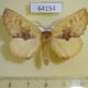 64154p Notodontiidae Miraculosa himeropteryx Primorye $9