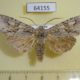 64155p Noctuidae Meganephria kononenkoi Primorye $7