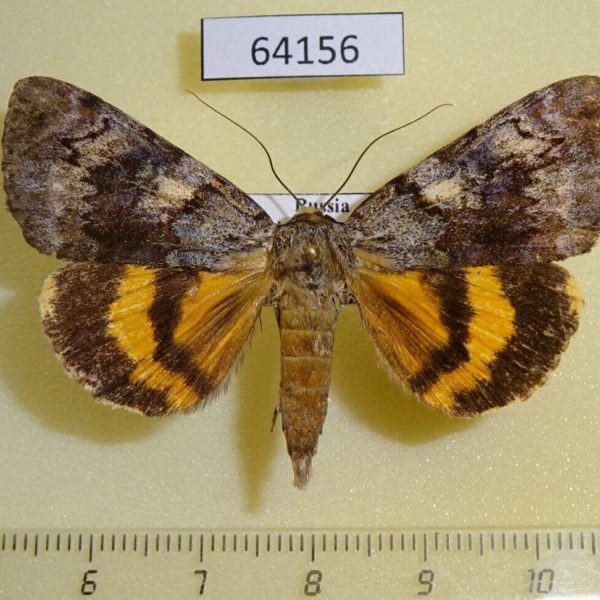 Noctuidae Catocala ella Primorye