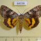 64156p Noctuidae Catocala ella Primorye $7