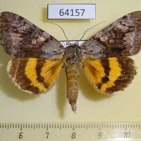 Noctuidae Catocala ella Primorye