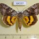 64157p Noctuidae Catocala ella Primorye $7