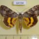 64158p Noctuidae Catocala ella Primorye $6