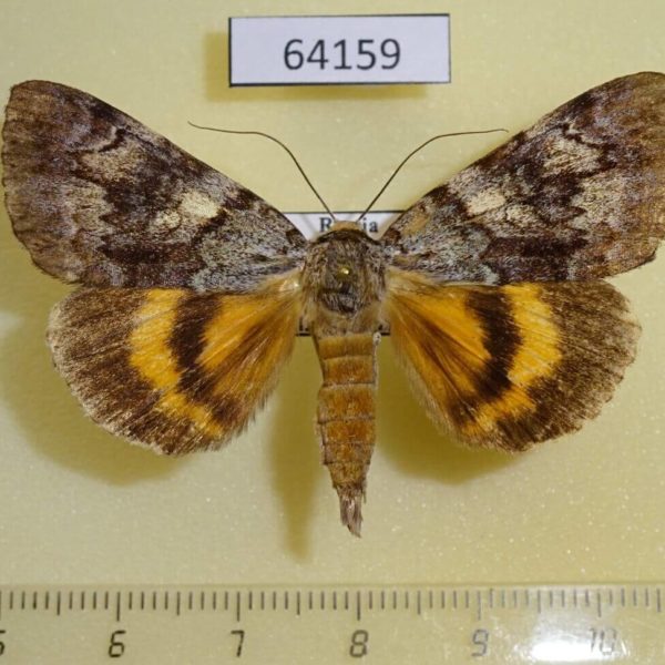 Noctuidae Catocala ella Primorye