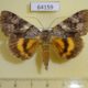 64159p Noctuidae Catocala ella Primorye $6