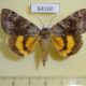 64160p Noctuidae Catocala ella Primorye $7