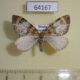 64167p Geometridae Paradysstroma corussaria Primorye $4