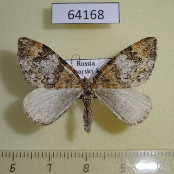 Geometridae Paradysstroma corussaria Primorye
