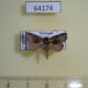 64174p Noctuidae Elusa sp. Thailand $4