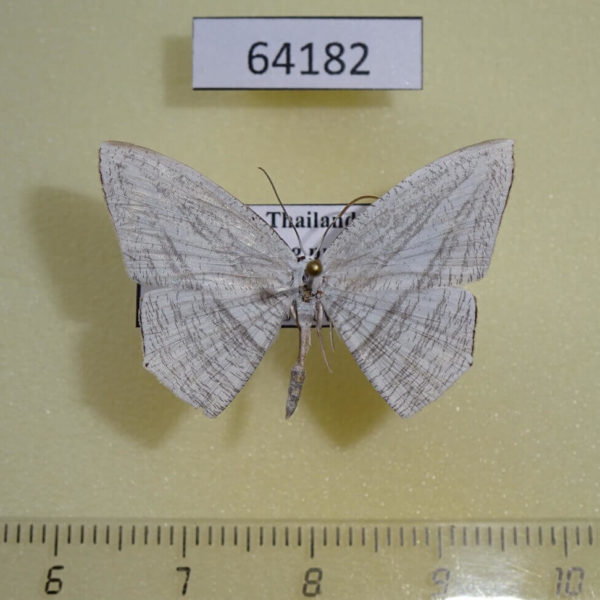 Uraniidae Acropteris sp. Thailand