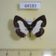 64183p Lycaenidae Caleta roxus roxana Thailand $7