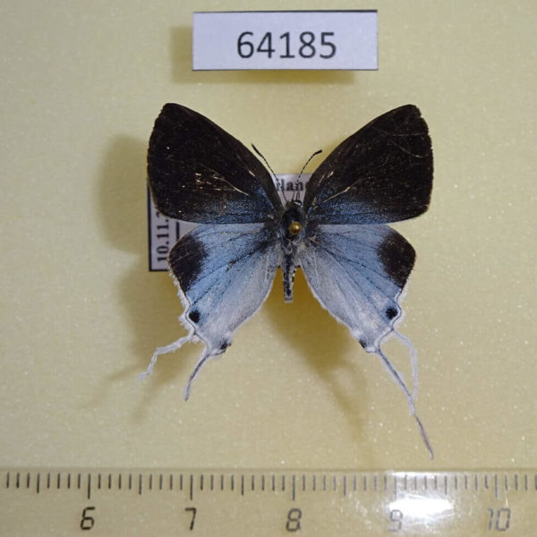 Lycaenidae Hypolycaena amasa amasa Thailand