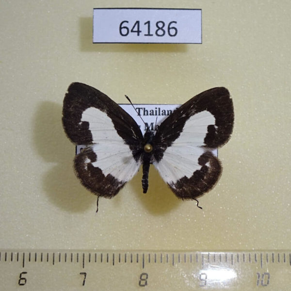 Lycaenidae Caleta roxus roxana Thailand