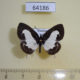 64186p Lycaenidae Caleta roxus roxana Thailand $6