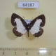 64187p Lycaenidae Caleta roxus roxana Thailand $7