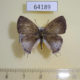64189p Lycaenidae Hypolycaena othona othona f Thailand $15
