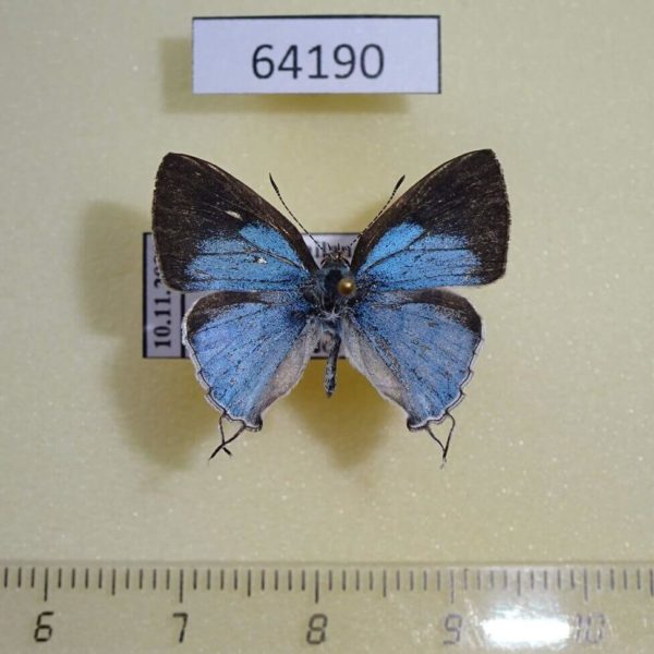Lycaenidae Hypolycaena othona othona Thailand