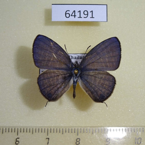 Lycaenidae Nacaduba calauria malayica Thailand