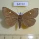 64192p Noctuidae Edessena hamada f Primorye $8