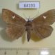 64193p Noctuidae Edessena hamada f Primorye $7