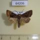 64206p Noctuidae Atrachea japonica Primorye $9