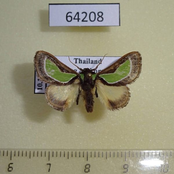 Limacodidae Parasa darma Thailand