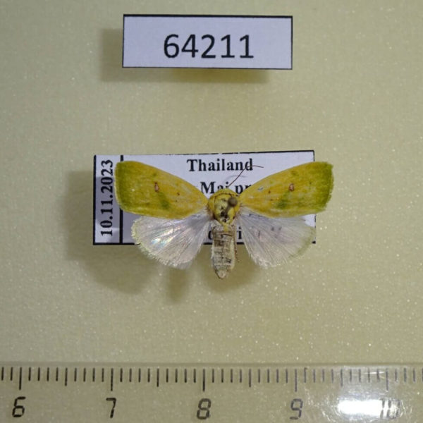 Noctuidae Earias flavida f Thailand