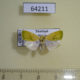 64211p Noctuidae Earias flavida f Thailand $8