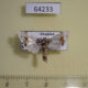 64233p Crambidae Leucinodes melanopalis Thailand $3