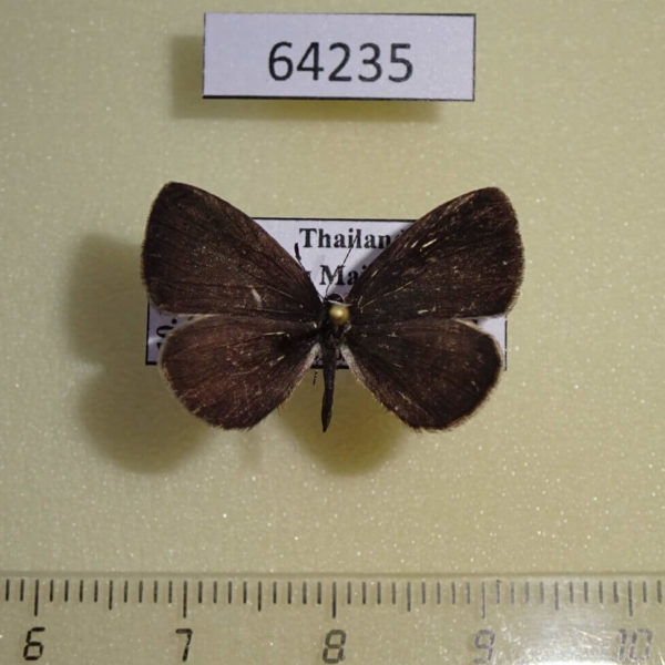 Lycaenidae Prosotas lutea sivoka Thailand