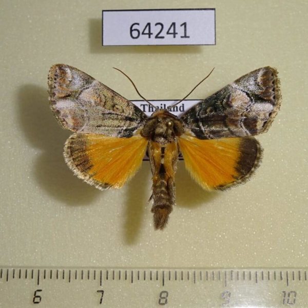 Noctuidae Antitrisuloides catocalina Thailand