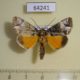 64241p Noctuidae Antitrisuloides catocalina Thailand $15