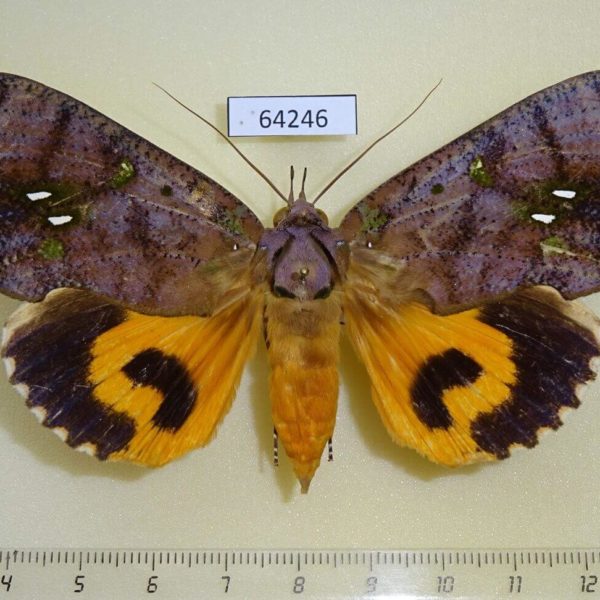 Noctuidae Eudocima discrepans f Thailand
