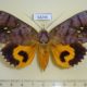 64246p Noctuidae Eudocima discrepans f Thailand $30