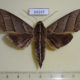 64247p Sphingidae Ampelophaga dolichoides Thailand $10