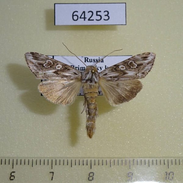 Noctuidae Cucullia fuchsiana Primorye