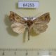 64255p Noctuidae Polychrysia sica Primorye $18