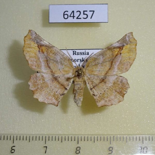 Geometridae Apeira syringaria f Primorye