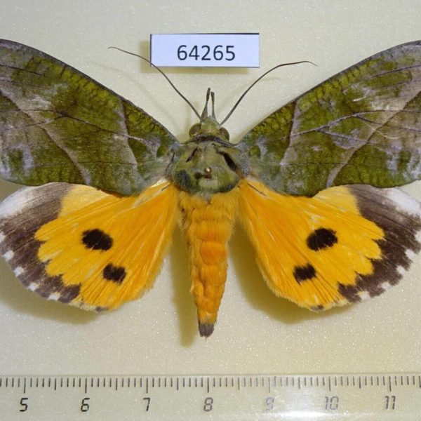 Noctuidae Eudocima hypermnestra Thailand