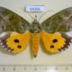 64265p Noctuidae Eudocima hypermnestra Thailand $25