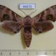 64272p Sphingidae Daphnusa ocellaris Thailand$17