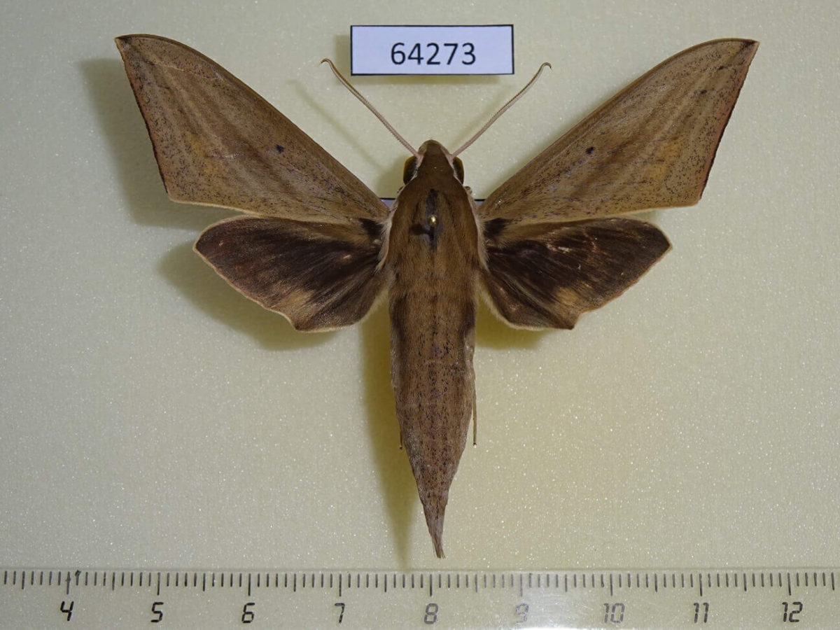 Thrahei Insecte Sphingidae Theretra lucasii Thailand - Fareastinsects
