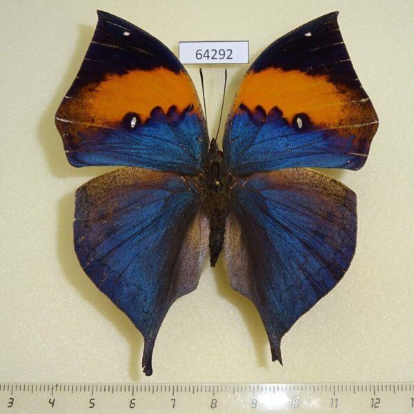 Nymphalidae Kallima incognita Thailand