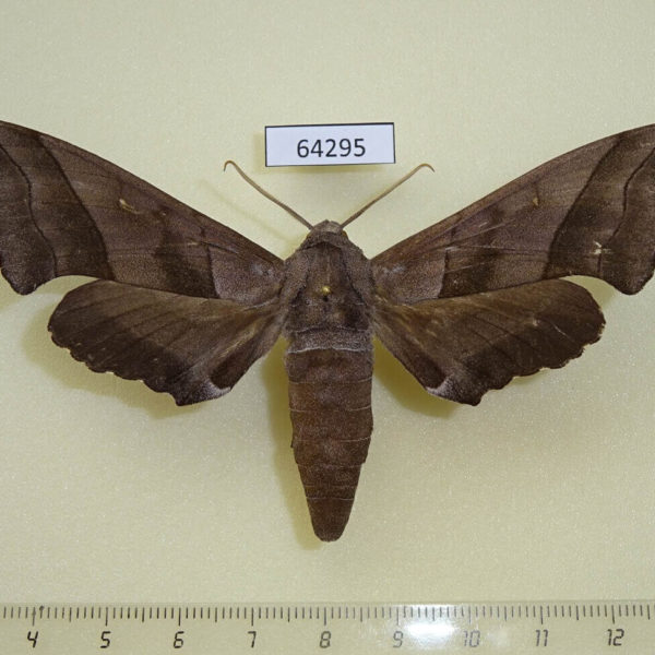 Sphingidae Polyptychus trilineatus Thailand