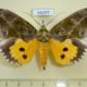 64297p Noctuidae Eudocima hypermnestra Thailand $15
