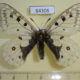 64306p Papilionidae Parnassius corybas Khakassia rep. $9