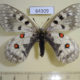 64309p Papilionidae Parnassius corybas f Khakassia rep. $20