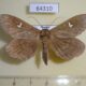 64310p Noctuidae Edessena hamada Primorye $8