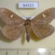 64311p Noctuidae Edessena hamada Primorye $8
